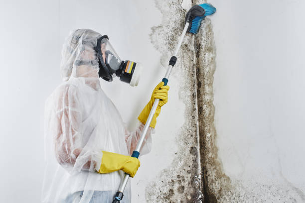 Best Specialized Mold Remediation in USA